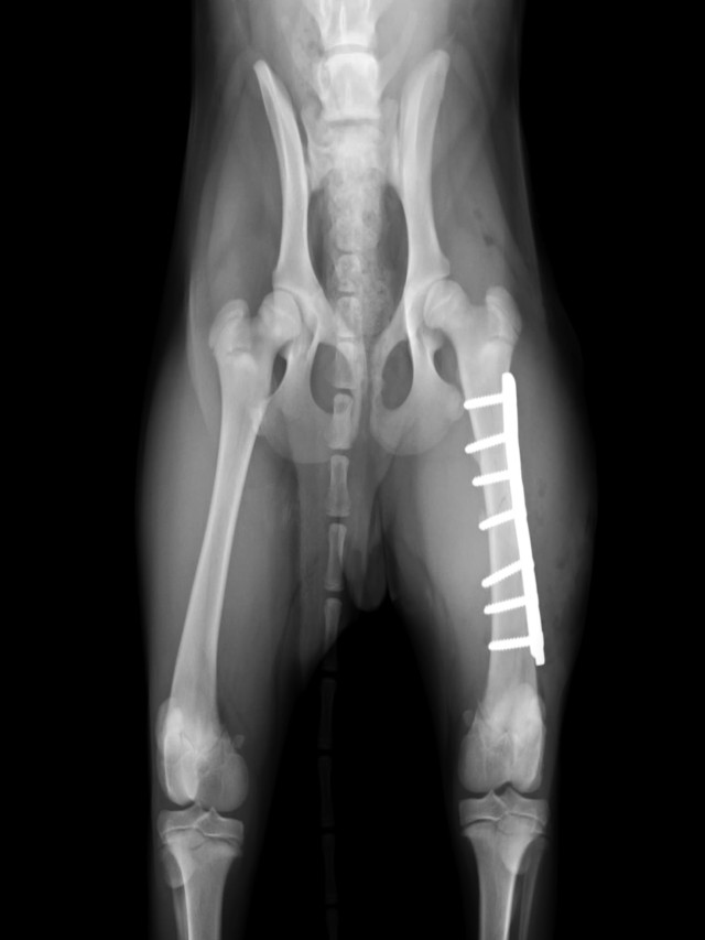 Lista 97+ Foto vendaje fractura de femur en perros Actualizar