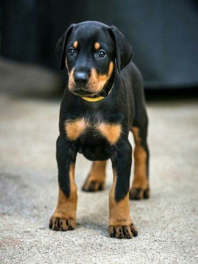 Lista 94+ Foto venta de cachorros doberman en el estado de méxico El último