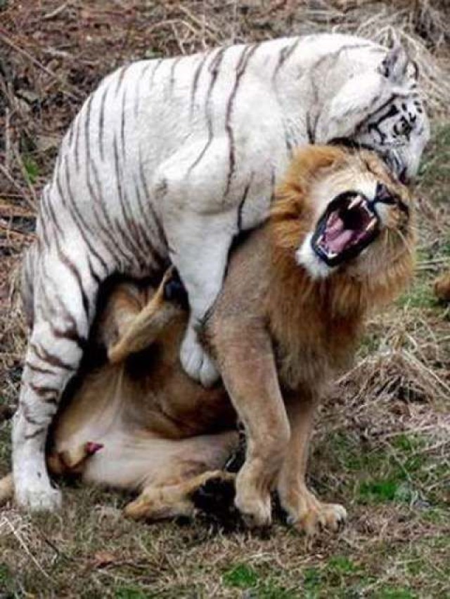 Sintético 99+ Foto videos de peleas de animales salvajes Mirada tensa